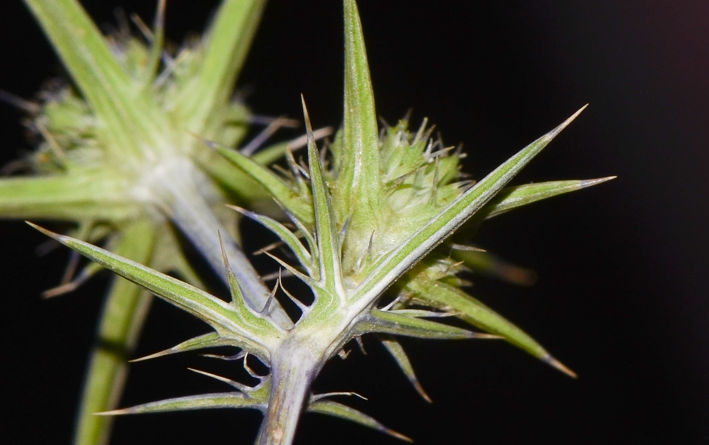 Изображение особи Eryngium creticum.