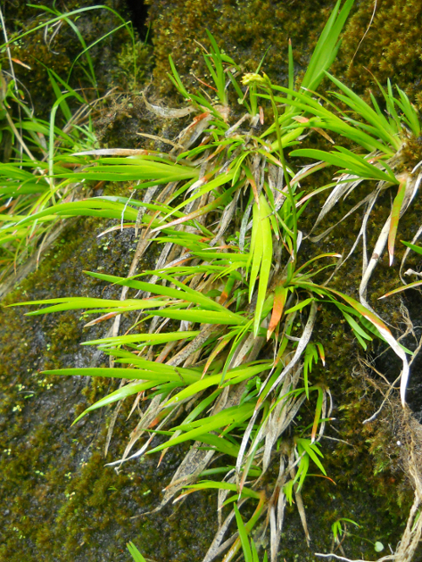 Image of Narthecium balansae specimen.