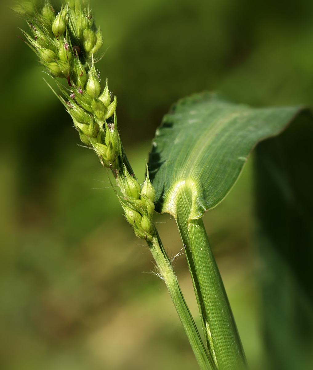 Image of Echinochloa crus-galli specimen.