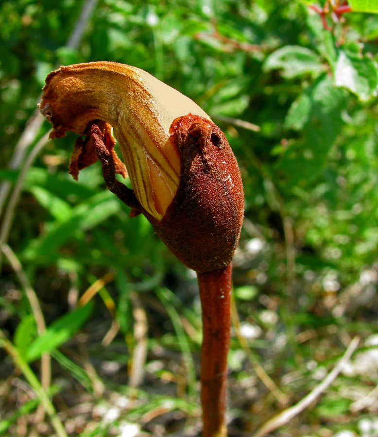 Image of Phelypaea coccinea specimen.