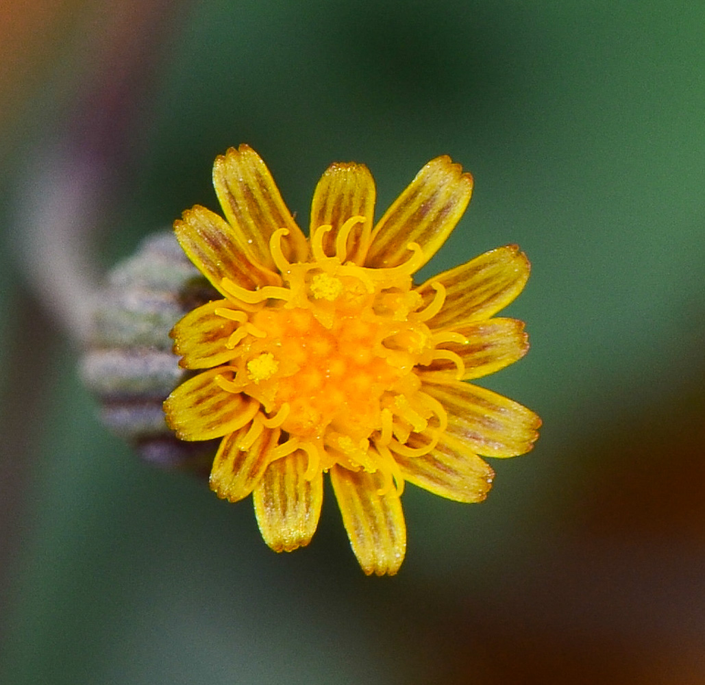 Image of Senecio flavus specimen.