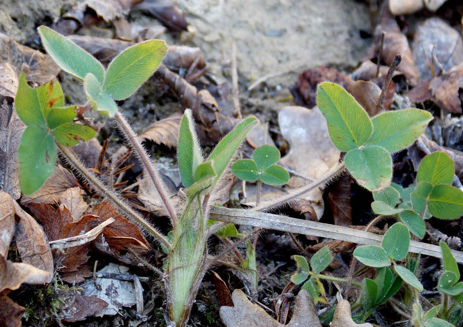 Image of Trifolium caucasicum specimen.