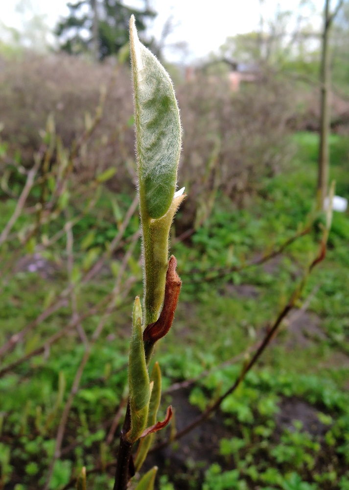 Image of Magnolia wilsonii specimen.