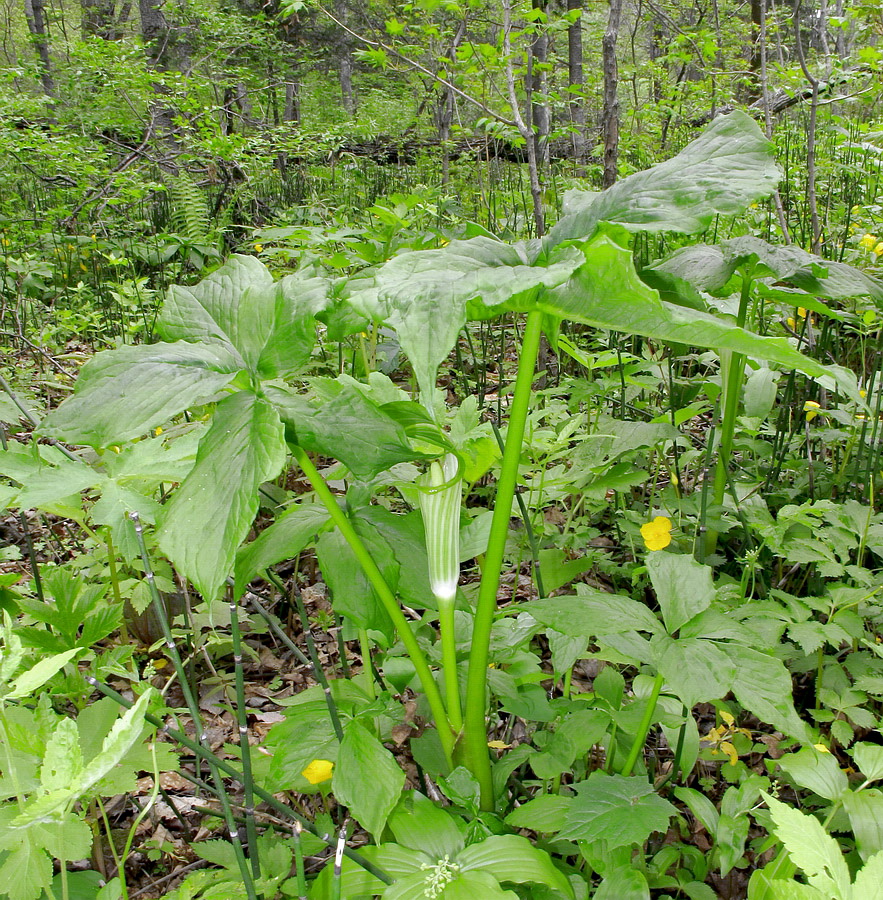 Изображение особи Arisaema robustum.