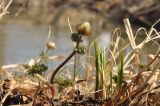 Adonis amurensis