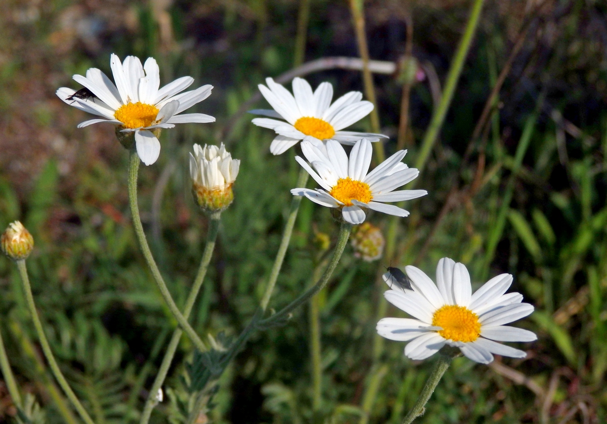 Image of genus Anthemis specimen.