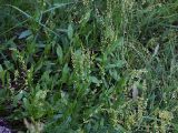 Rumex acetosella. Цветущие растения. Санкт-Петербург, Пискарёвский парк. 05.07.2009.