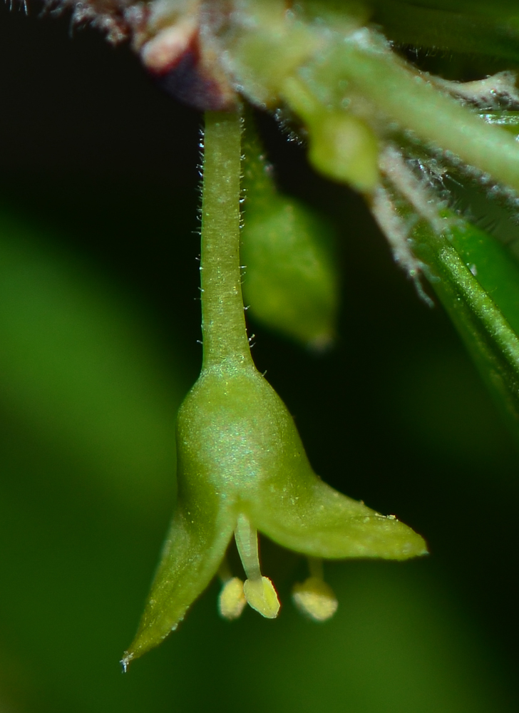 Image of Rhamnus lycioides specimen.