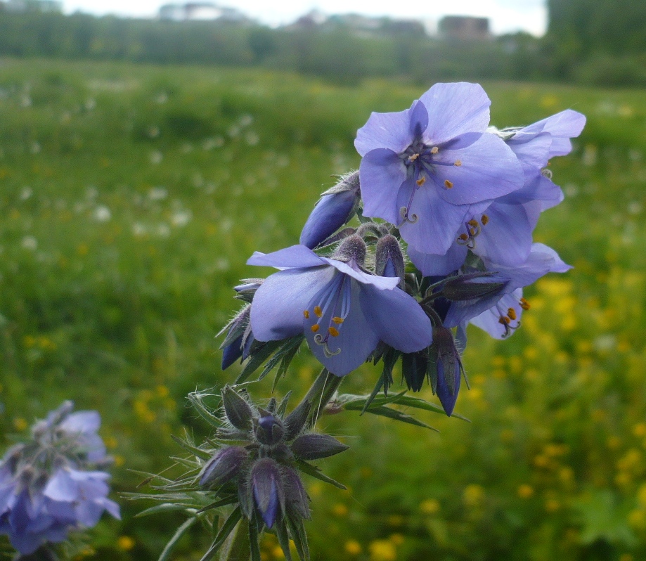 Image of Polemonium caeruleum specimen.