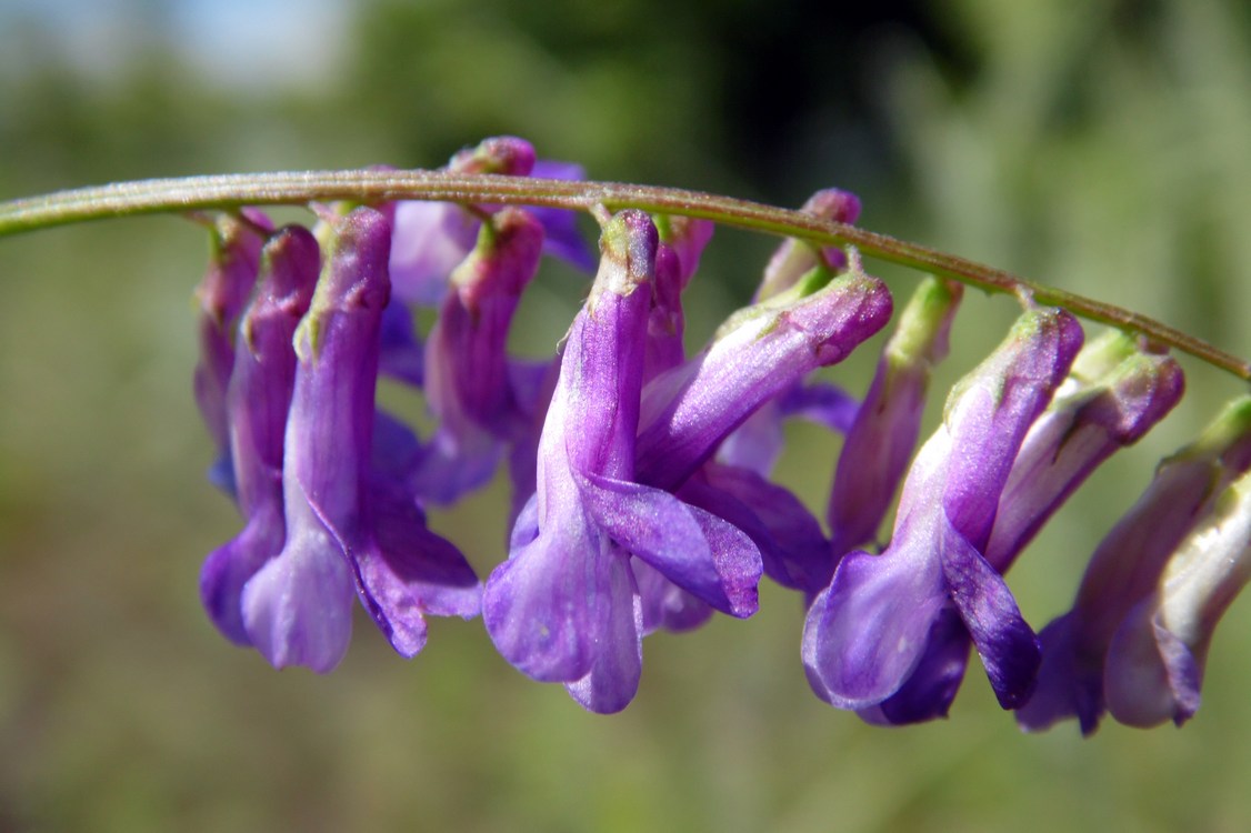 Изображение особи Vicia cracca.