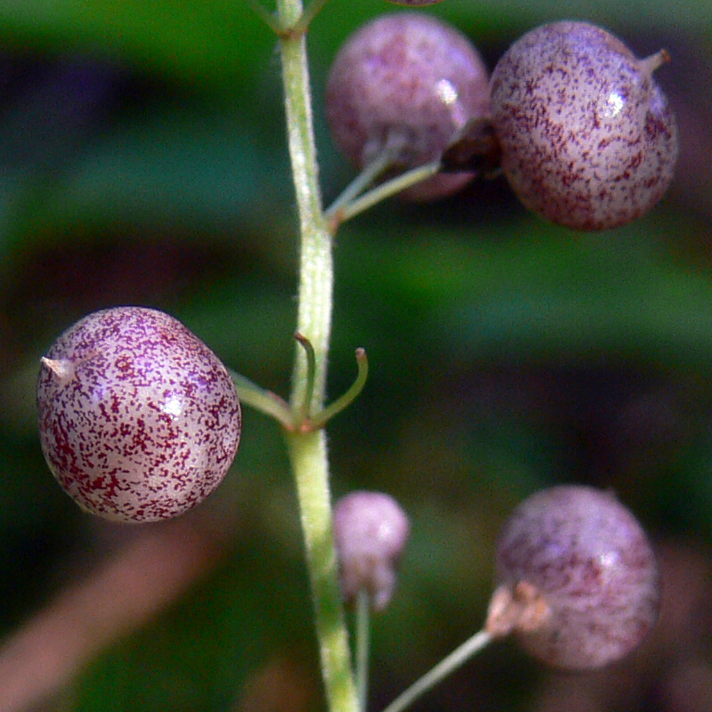 Изображение особи Maianthemum bifolium.