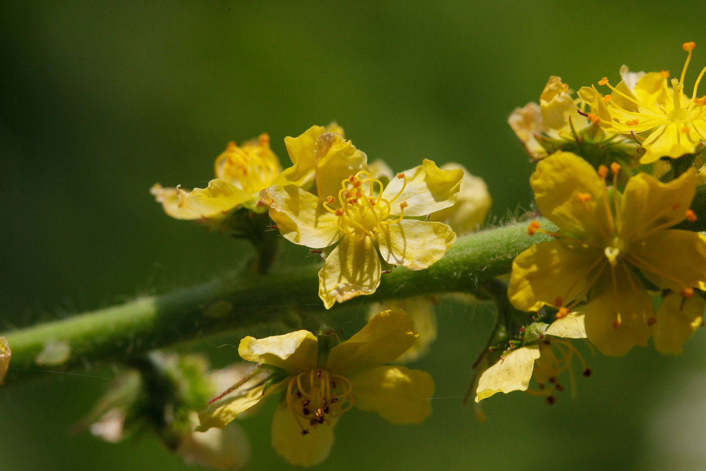 Image of Agrimonia asiatica specimen.