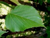 Tilia begoniifolia