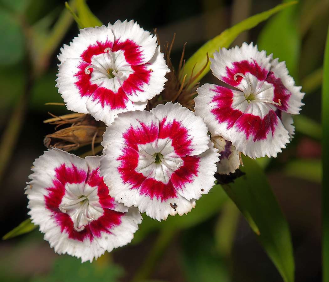 Изображение особи Dianthus barbatus.