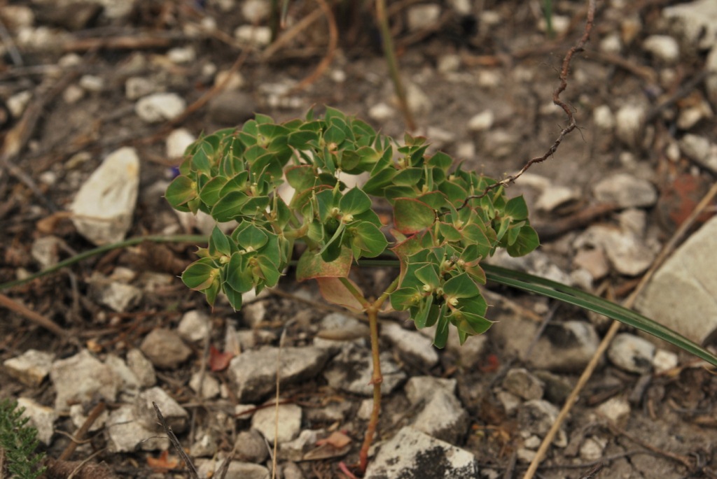 Image of Euphorbia falcata specimen.