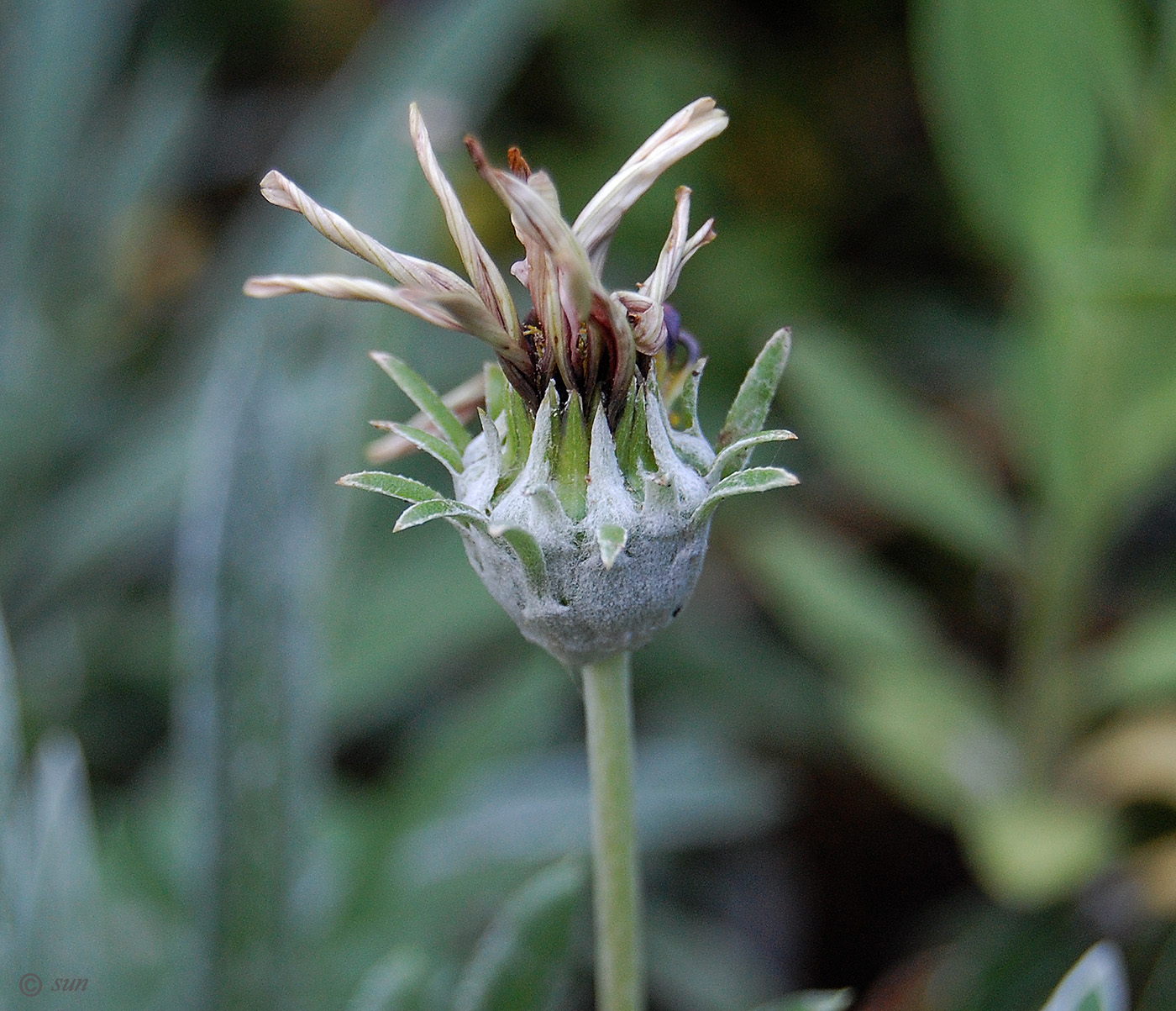 Image of Gazania &times; hybrida specimen.