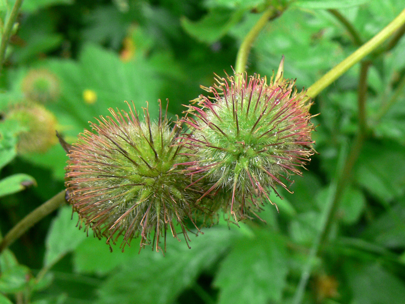 Image of Geum aleppicum specimen.