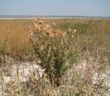 Cirsium vulgare