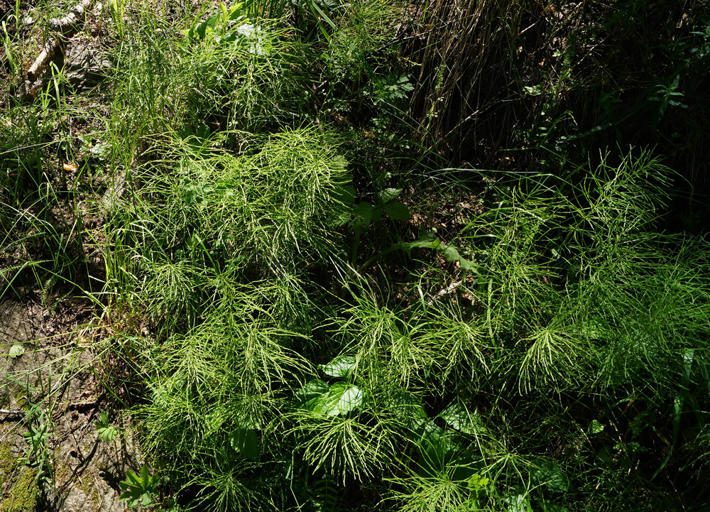 Изображение особи Equisetum arvense.