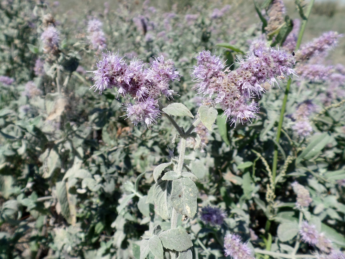 Изображение особи Mentha asiatica.