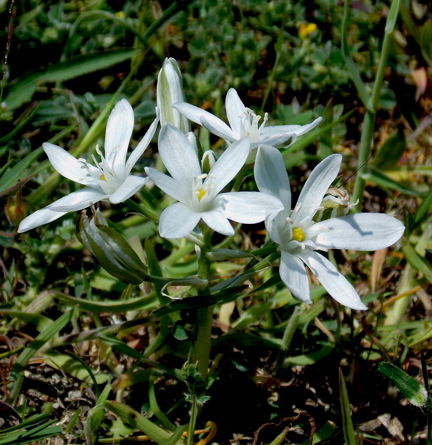 Изображение особи Ornithogalum navaschinii.