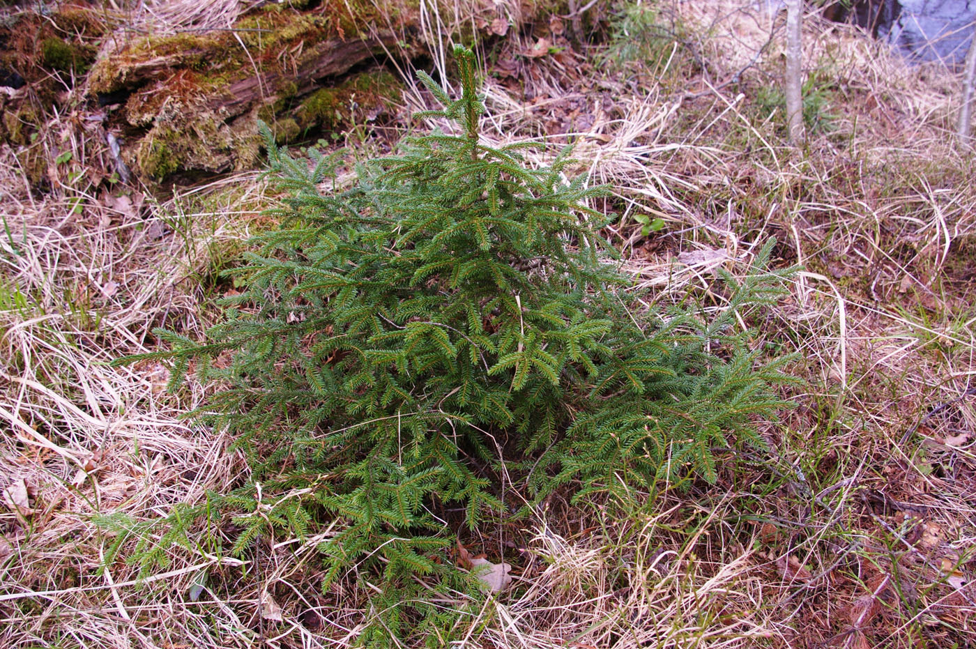 Image of Picea omorika specimen.