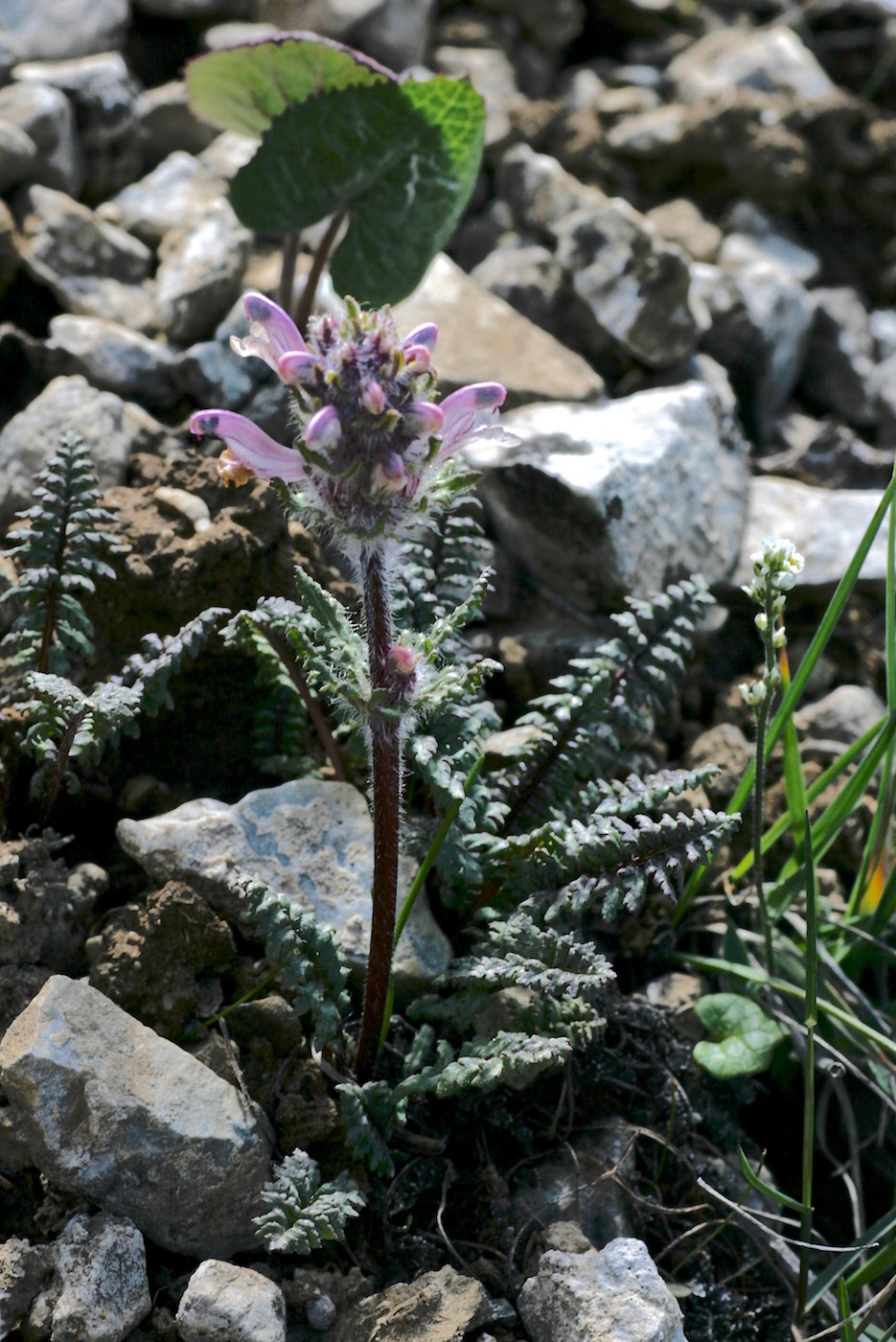 Image of Pedicularis violascens specimen.