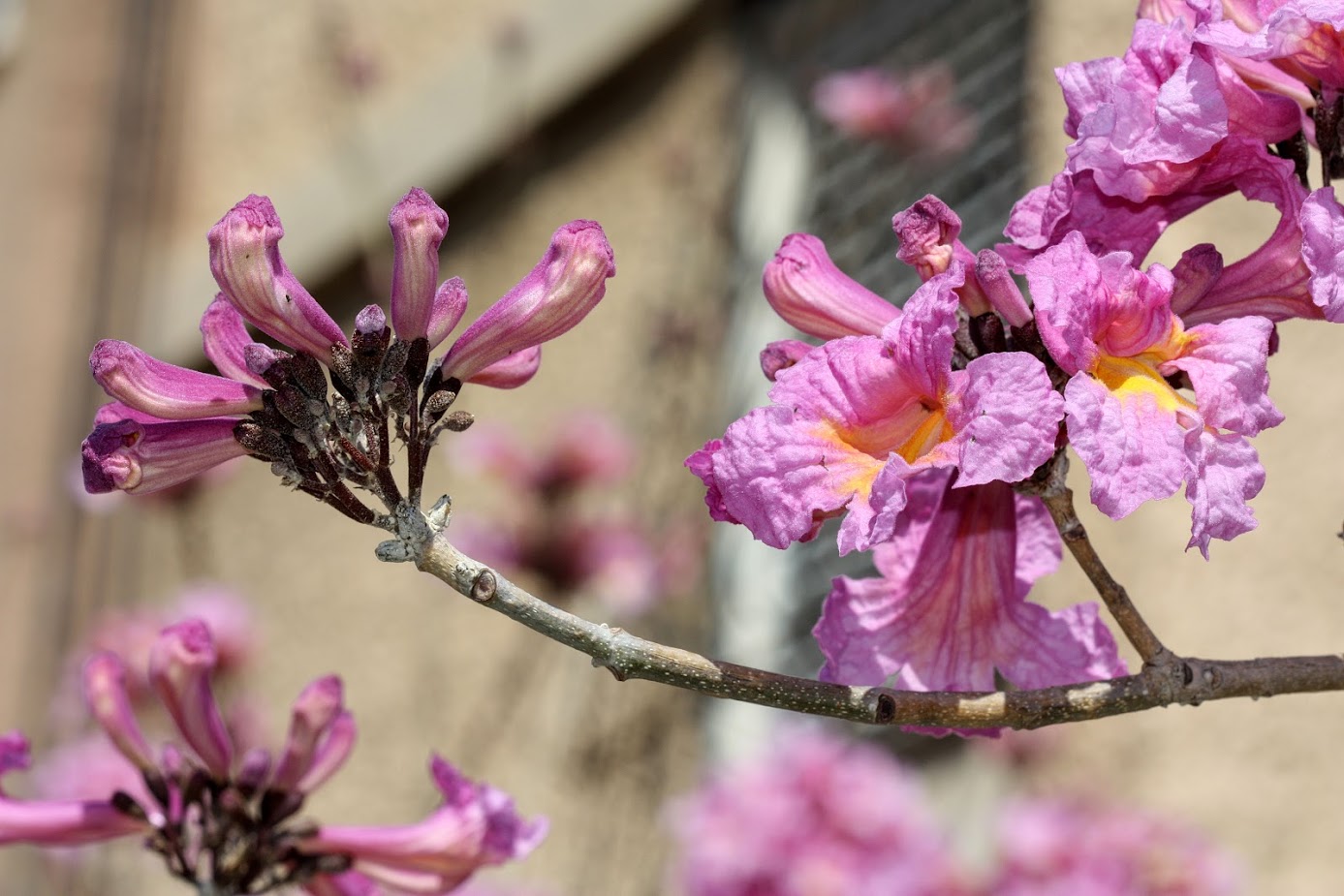 Изображение особи Tabebuia impetiginosa.