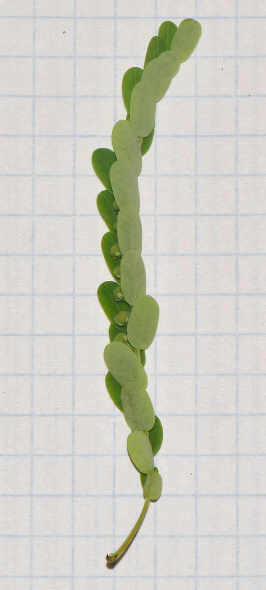 Image of Phyllanthus amarus specimen.