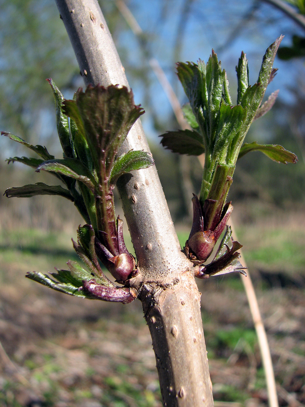 Image of Sambucus nigra specimen.