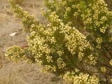 Смотреть изображение Baccharis linearis