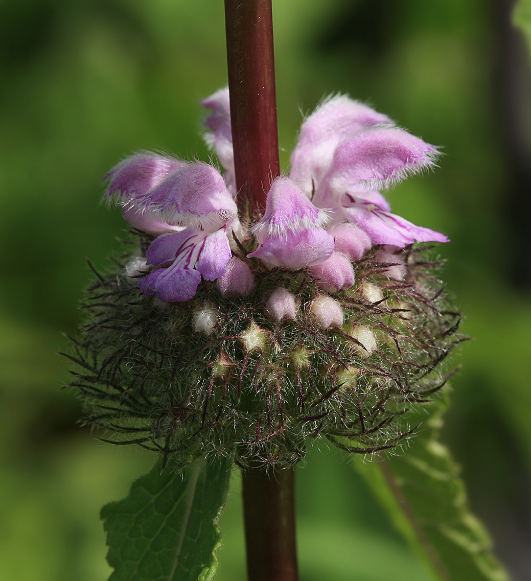 Изображение особи Phlomoides tuberosa.