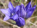 Gentiana decumbens. Цветки. Алтайский край, Солонешенский р-н, долина р. Ануй. 28.08.2009.