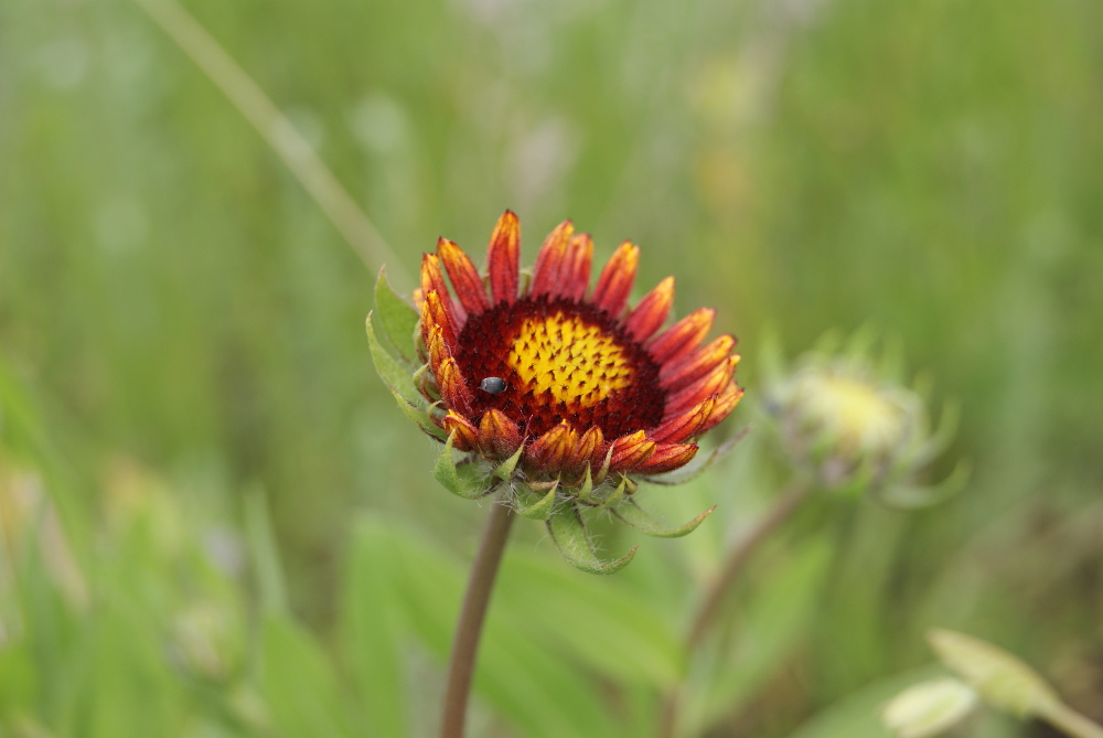 Image of Gaillardia aristata specimen.