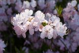 Rhododendron vaseyi. Соцветия. Санкт-Петербург, ботанический сад БИН РАН, в культуре. 07.06.2017.