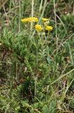 Potentilla pimpinelloides. Верхушка цветущего растения. Кабардино-Балкария, Эльбрусский р-н, окр. пос. Эльбрус, ок. 1900 м н.у.м., склон горы. 31.07.2017.