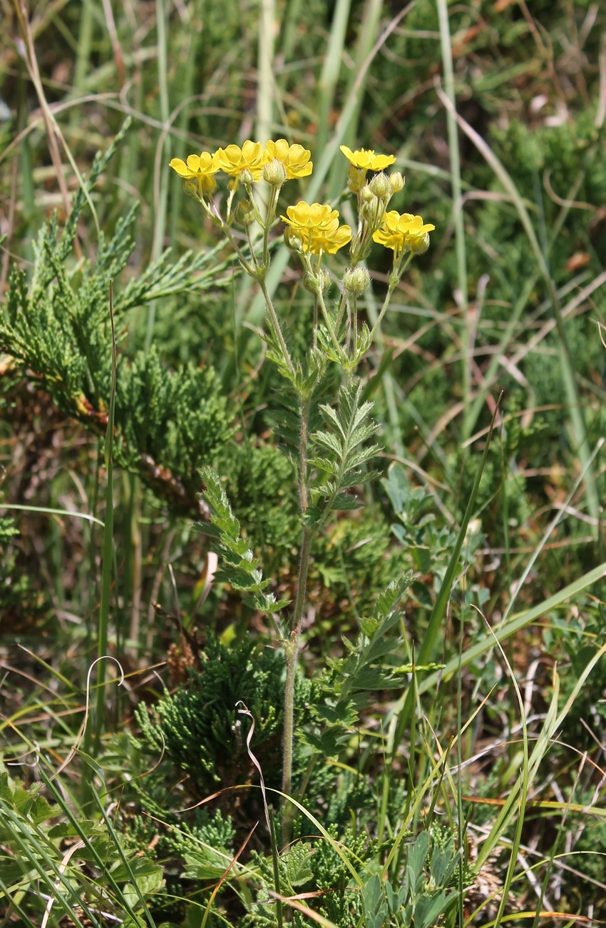 Image of Potentilla pimpinelloides specimen.