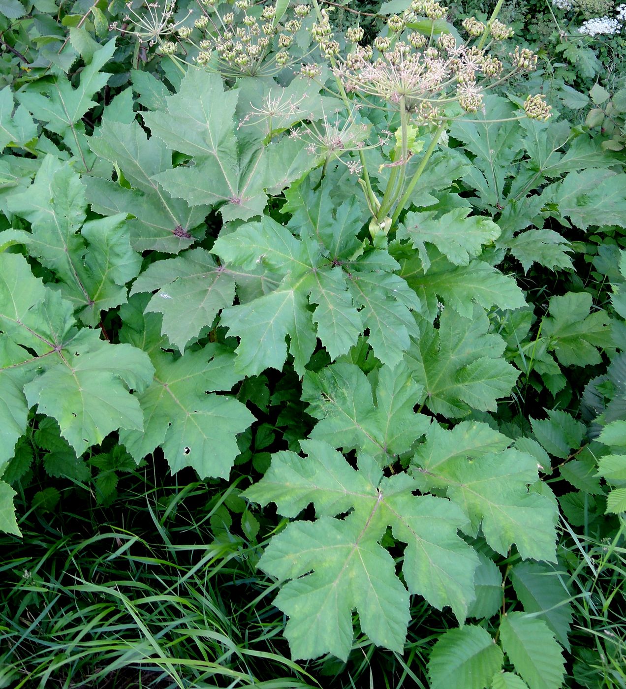 Image of Heracleum sosnowskyi specimen.