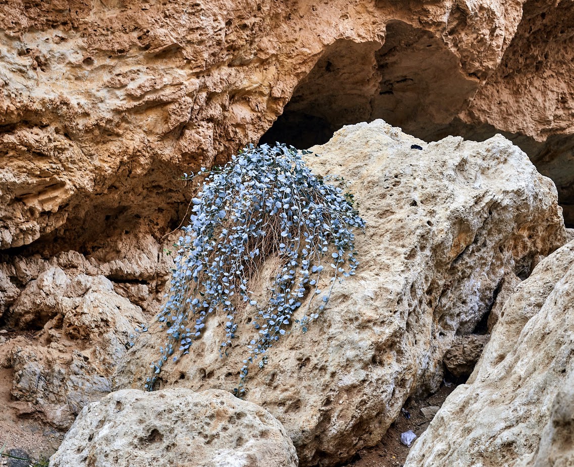 Image of Capparis aegyptia specimen.