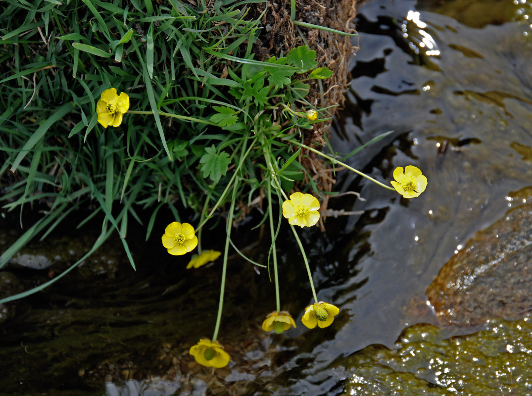 Изображение особи род Ranunculus.