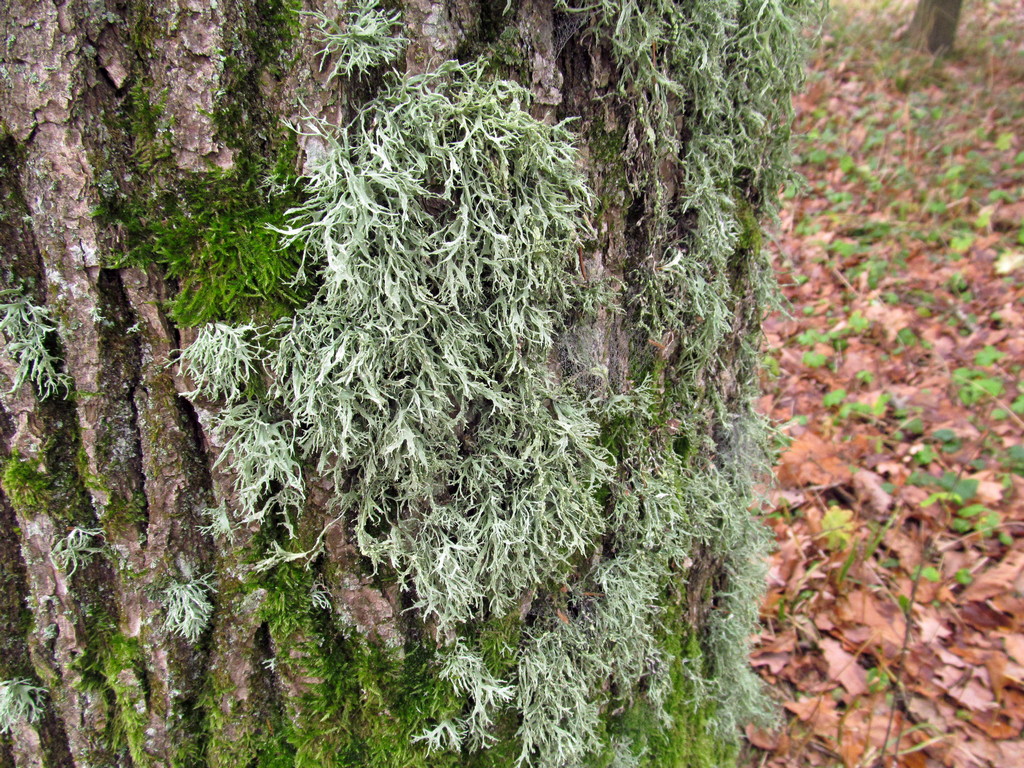 Изображение особи Evernia prunastri.