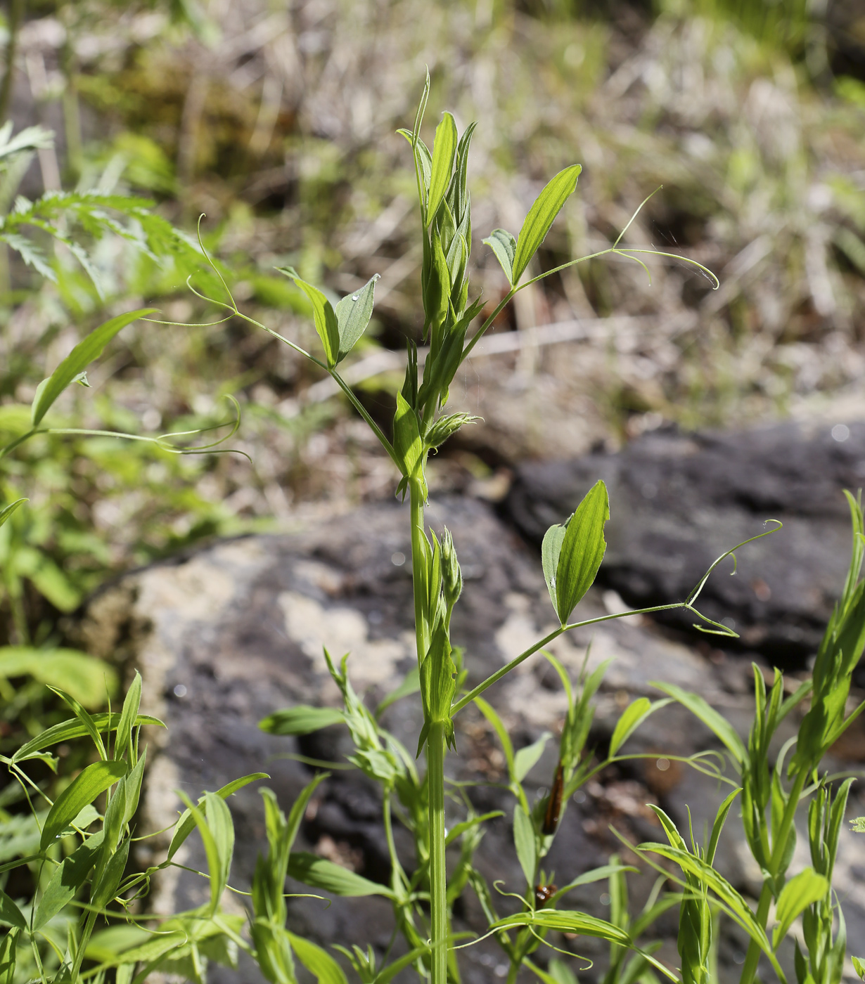 Image of Lathyrus pratensis specimen.