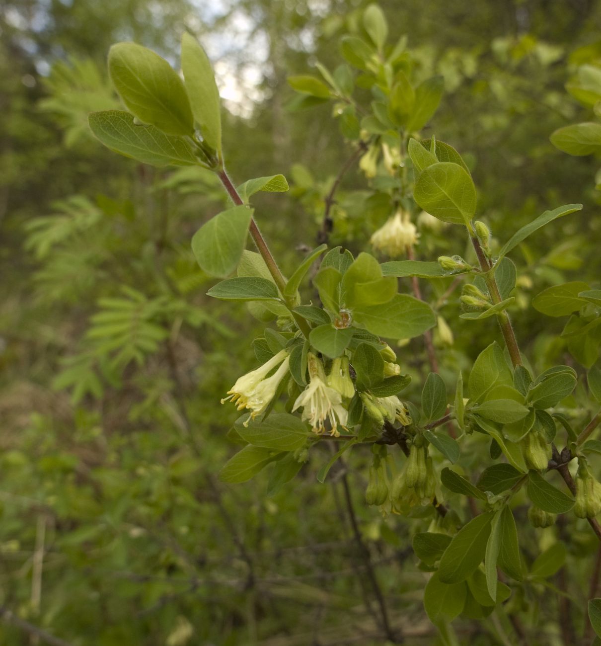 Image of Lonicera buschiorum specimen.