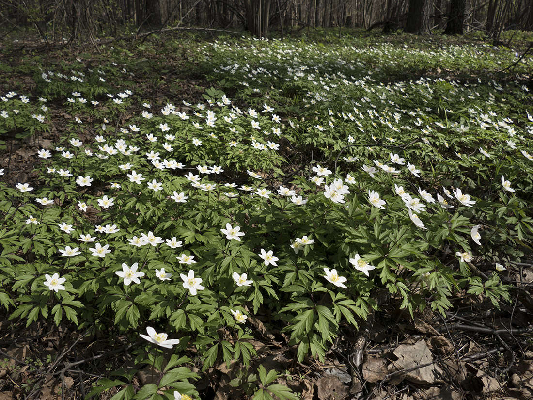 Image of Anemone nemorosa specimen.