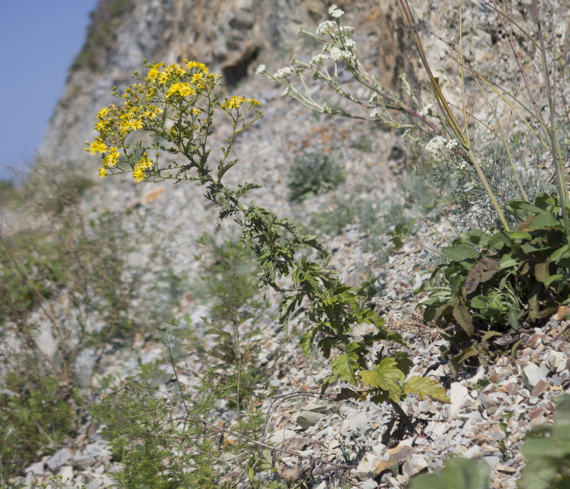 Image of Senecio grandidentatus specimen.