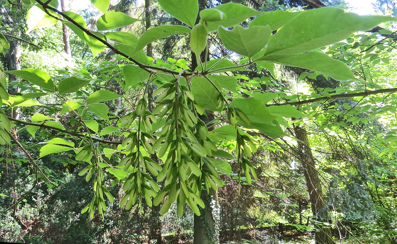 Image of Acer henryi specimen.