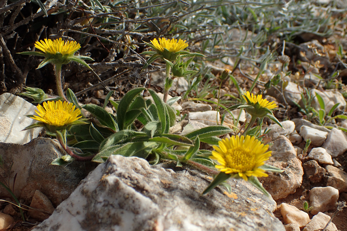 Image of Pallenis spinosa specimen.