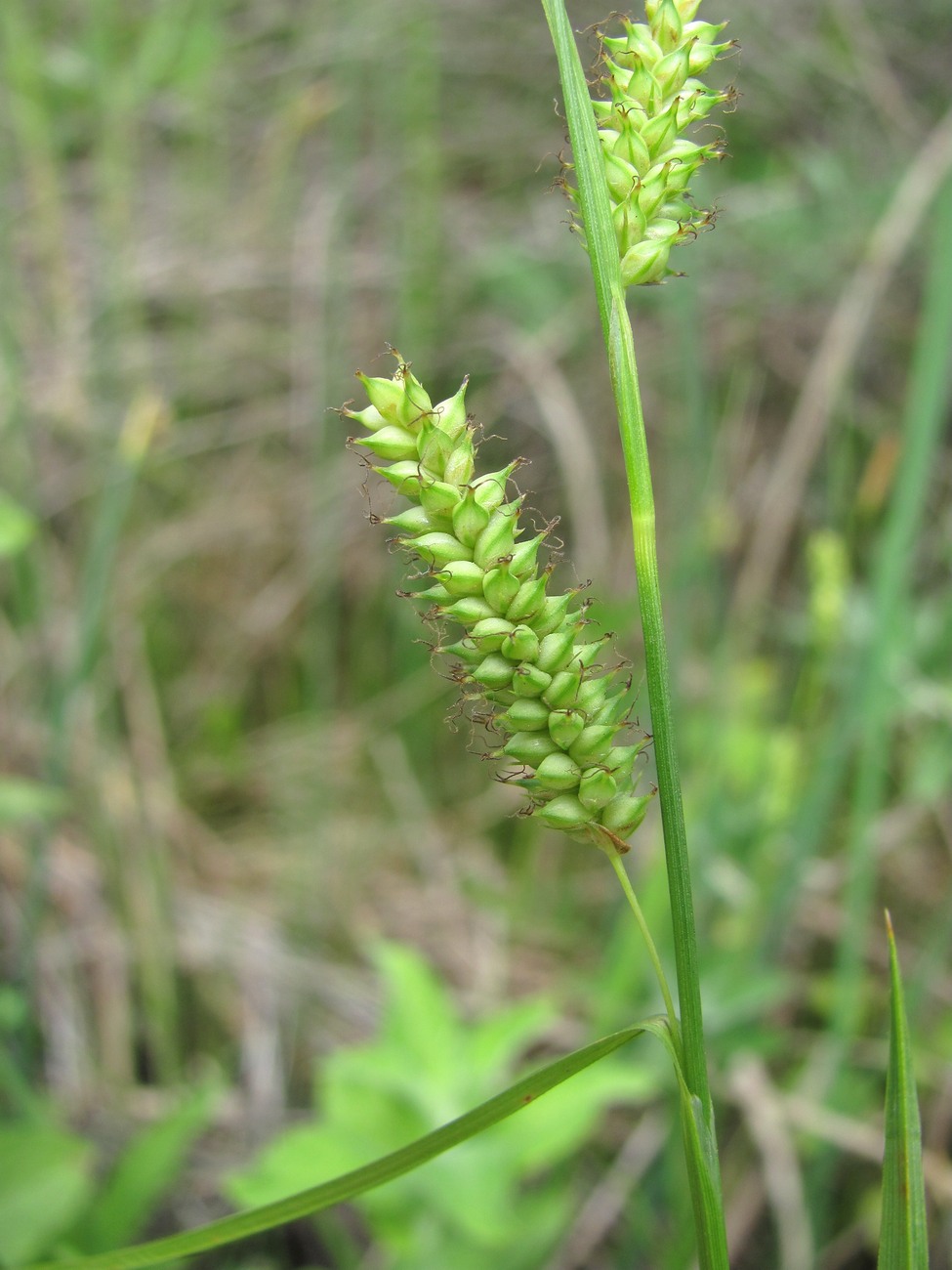 Image of Carex diluta specimen.