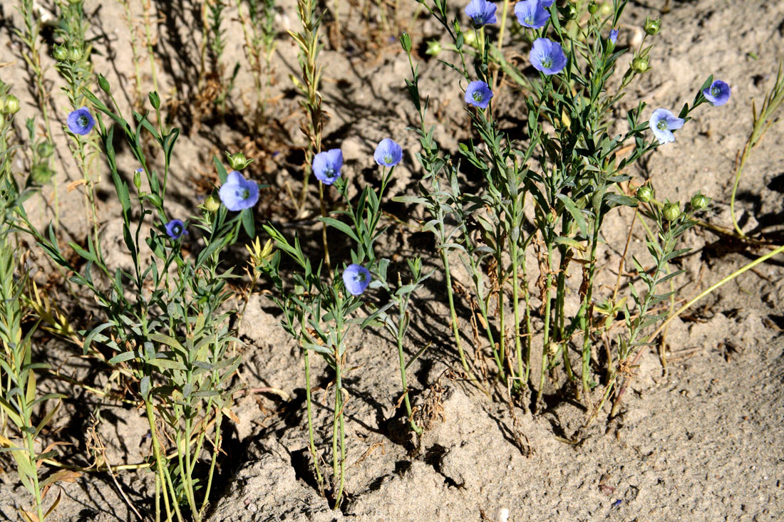 Изображение особи Linum humile.