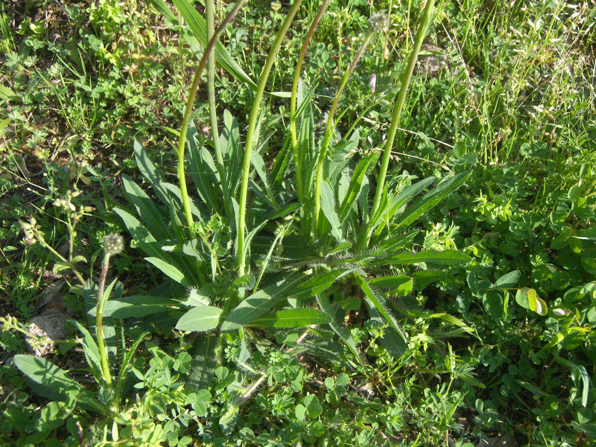 Image of Pilosella bauhini specimen.